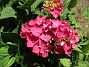  (2021-07-20 Hortensia_0054)