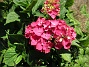  (2021-07-20 Hortensia_0055)