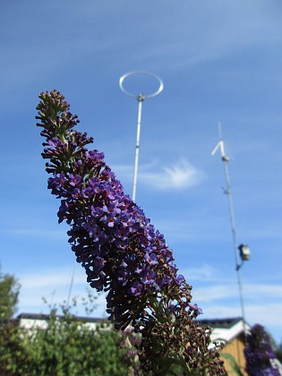 SyrenBuddleja {  } 