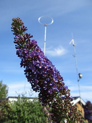 SyrenBuddleja 
