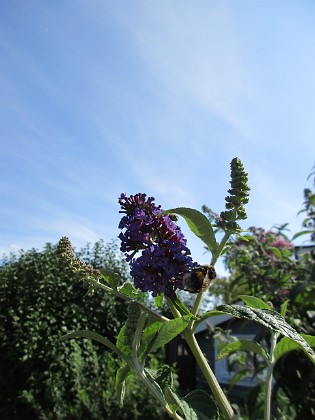 SyrenBuddleja {  } 