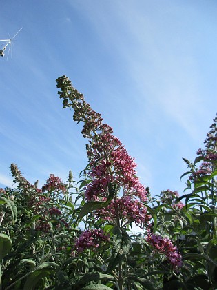 SyrenBuddleja