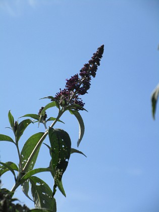 SyrenBuddleja 
