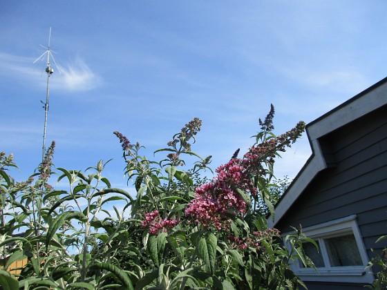 SyrenBuddleja