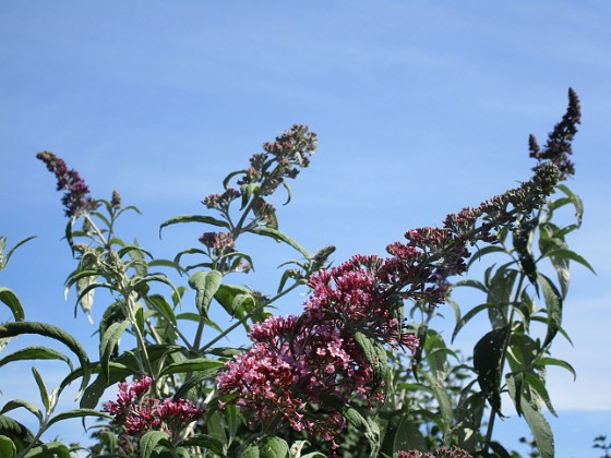 SyrenBuddleja 
