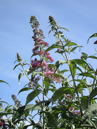 SyrenBuddleja 
