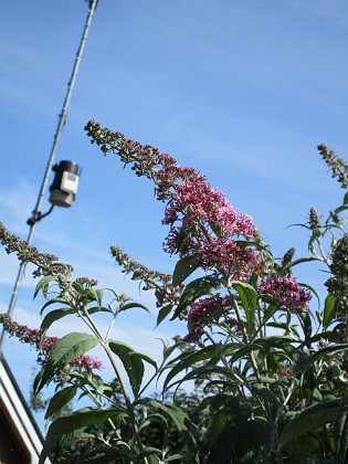 SyrenBuddleja {  } 