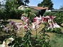  (2021-07-25 Liljor_0052)