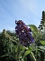  (2021-07-25 SyrenBuddleja_0069)