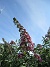  (2021-07-25 SyrenBuddleja_0070)