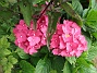  (2021-08-01 Hortensia_0036)