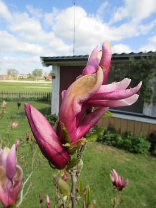 Magnolia { Magnolian håller på att slå ut. Synd bara att det blåser en massa idag, vilket gör att doften blåser bort. } 