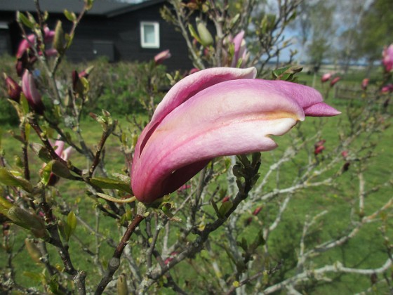 Magnolia 
Magnolian håller på att slå ut. Synd bara att det blåser en massa idag, vilket gör att doften blåser bort.