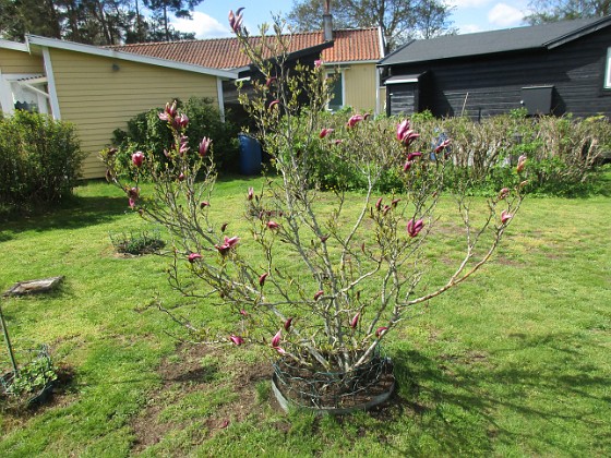 Magnolia { Magnolian har inte riktigt slagit ut ännu. } 