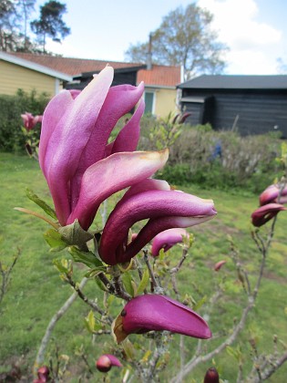 Magnolia { Några blommor har nästan slagit ut. } 