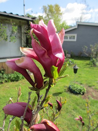 Magnolia  
Några blommor har nästan slagit ut.                                 
2022-05-12 Magnolia_0043  
Granudden  
Färjestaden  
Öland