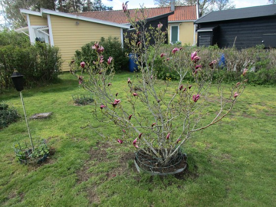 Magnolia  
                                 
2022-05-12 Magnolia_0045  
Granudden  
Färjestaden  
Öland