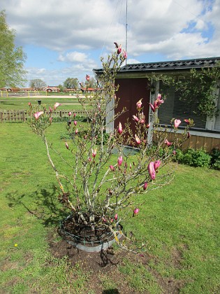 Magnolia 
                               