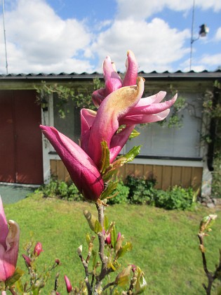 Magnolia { Några blommor har nästan slagit ut.                                } 