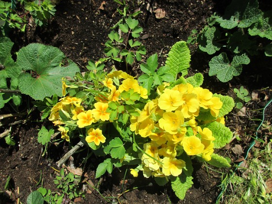 Primula 
                               