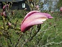 Magnolia  
Magnolian håller på att slå ut. Synd bara att det blåser en massa idag, vilket gör att doften blåser bort.  
2022-05-12 Magnolia_0007