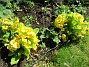                                 (2022-05-12 Primula_0017)