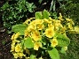                                 (2022-05-12 Primula_0018)