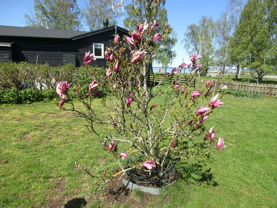 Magnolia  
                                 
2022-05-15 Magnolia_0001  
Granudden  
Färjestaden  
Öland