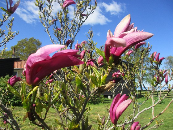 Magnolia 
                               