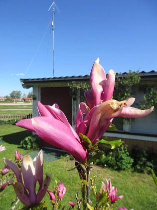 Magnolia  
                                 
2022-05-15 Magnolia_0004  
Granudden  
Färjestaden  
Öland