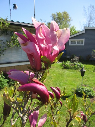 Magnolia 
                               