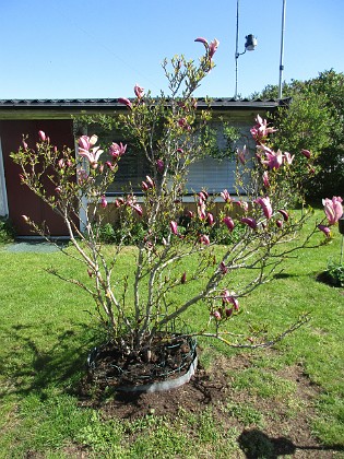 Magnolia  
                                 
2022-05-15 Magnolia_0006  
Granudden  
Färjestaden  
Öland