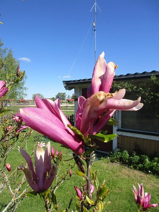 Magnolia  
                                 
2022-05-15 Magnolia_0007  
Granudden  
Färjestaden  
Öland