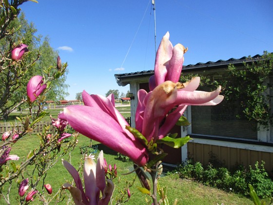 Magnolia  
                                 
2022-05-15 Magnolia_0008  
Granudden  
Färjestaden  
Öland