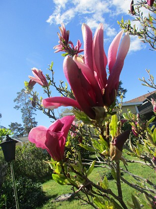 Magnolia  
                                 
2022-05-15 Magnolia_0013  
Granudden  
Färjestaden  
Öland