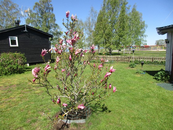 Magnolia  
                                 
2022-05-15 Magnolia_0019  
Granudden  
Färjestaden  
Öland