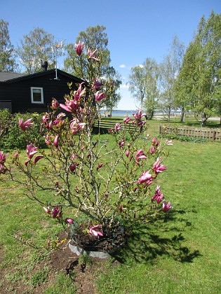 Magnolia  
                                 
2022-05-15 Magnolia_0026  
Granudden  
Färjestaden  
Öland