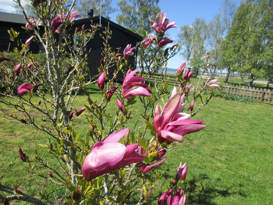 Magnolia 
                               