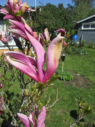 Magnolia  
                                 
2022-05-15 Magnolia_0035  
Granudden  
Färjestaden  
Öland