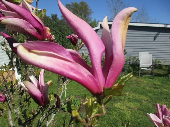 Magnolia  
                                 
2022-05-15 Magnolia_0056  
Granudden  
Färjestaden  
Öland