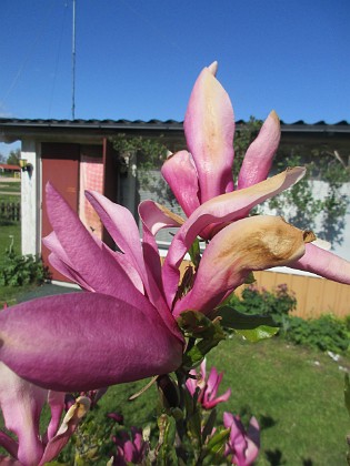 Magnolia  
                                 
2022-05-15 Magnolia_0057  
Granudden  
Färjestaden  
Öland