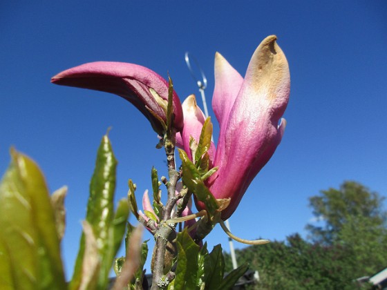 Magnolia