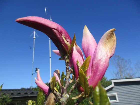 Magnolia  
                                 
2022-05-15 Magnolia_0059  
Granudden  
Färjestaden  
Öland