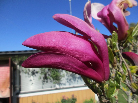 Magnolia  
                                 
2022-05-15 Magnolia_0060  
Granudden  
Färjestaden  
Öland