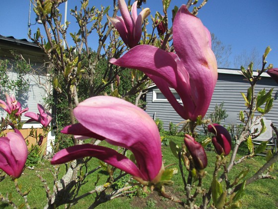 Magnolia  
                                 
2022-05-15 Magnolia_0061  
Granudden  
Färjestaden  
Öland