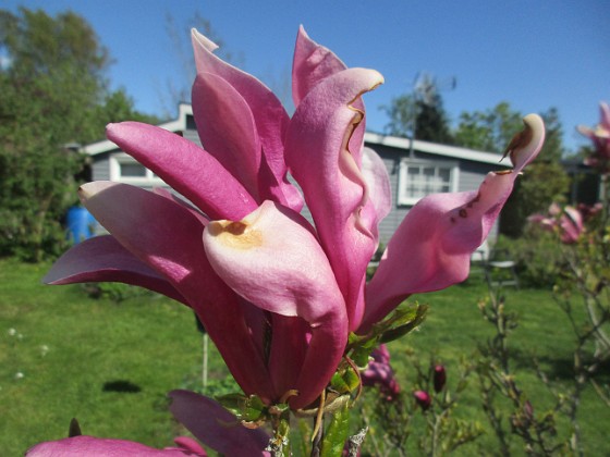 Magnolia  
                                 
2022-05-15 Magnolia_0062  
Granudden  
Färjestaden  
Öland