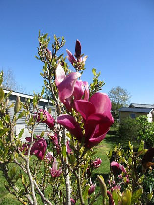 Magnolia  
                                 
2022-05-15 Magnolia_0063  
Granudden  
Färjestaden  
Öland