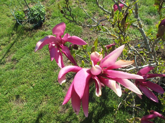 Magnolia  
                                 
2022-05-15 Magnolia_0065  
Granudden  
Färjestaden  
Öland