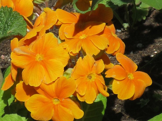 Primula 
                               