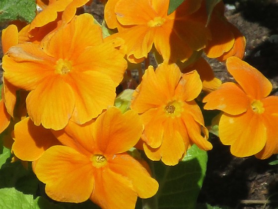 Primula 
                               